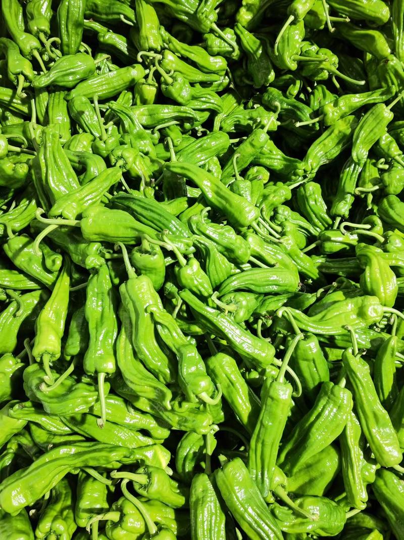 湖北芜湖椒（薄皮，脆绿），一手货源支持田里看货，质量保证