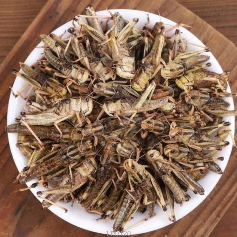 去翅纯母蚂蚱满籽母蚂蚱高蛋白食用昆虫土特产山货低营养丰富