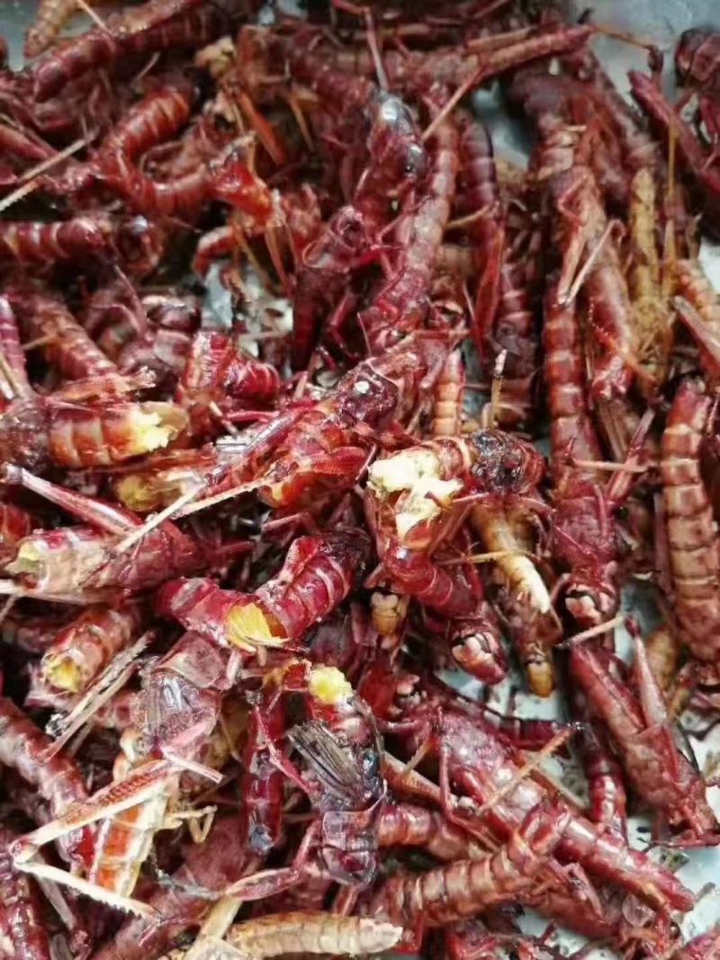 去翅纯母蚂蚱满籽母蚂蚱高蛋白食用昆虫土特产山货低营养丰富