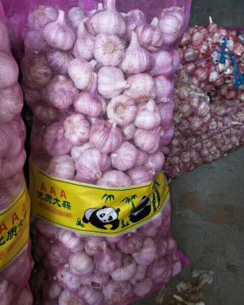 【大蒜】金乡大蒜冷库储存紫皮蒜货源充足真实报价物美价廉