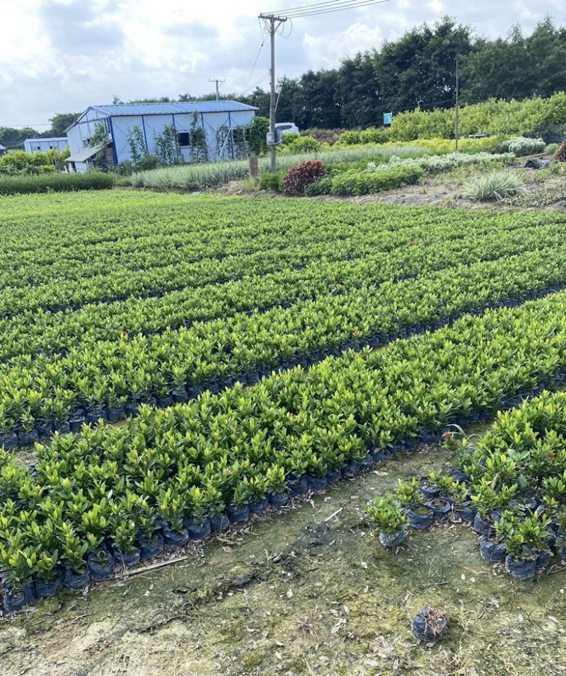 大量出售各种各样的小叶龙船花有须联系我价格优惠