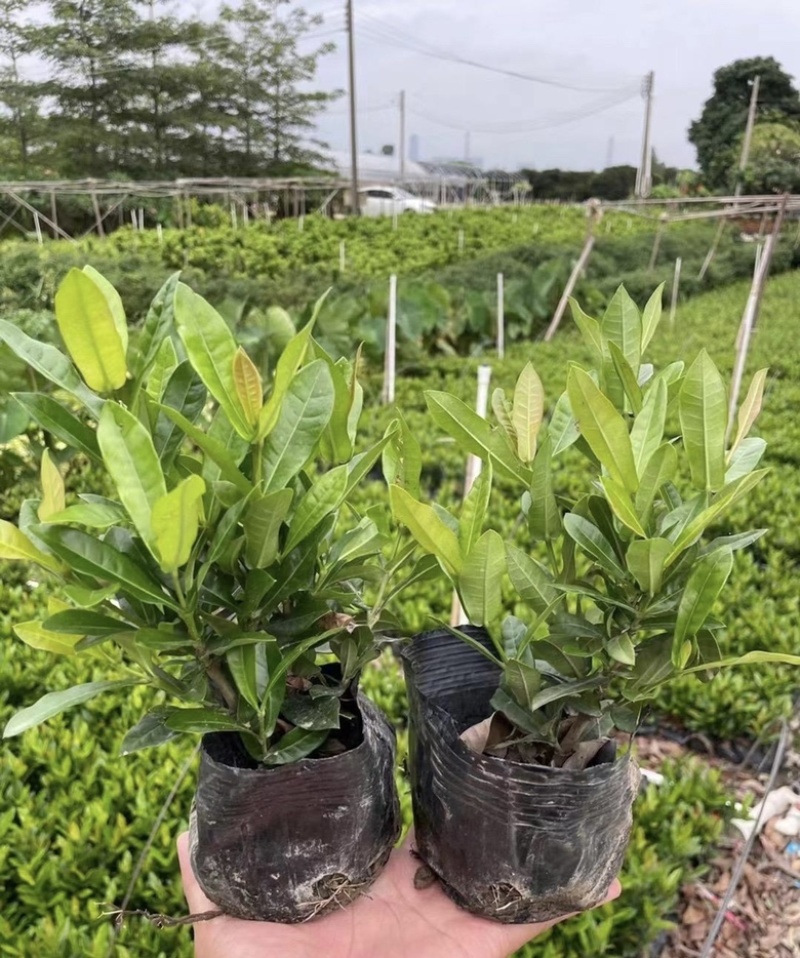 大量出售各种各样的小叶龙船花有须联系我价格优惠