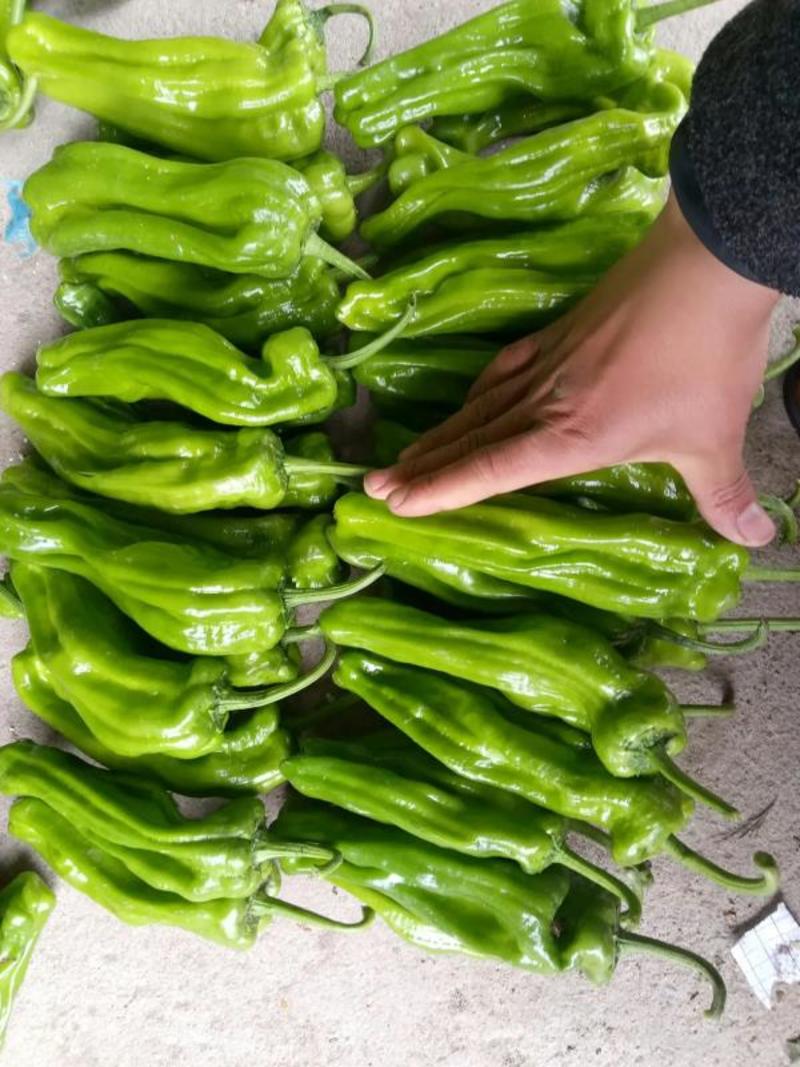 薄皮椒大量上市了，价格优惠一手货源，保质保量代发全国