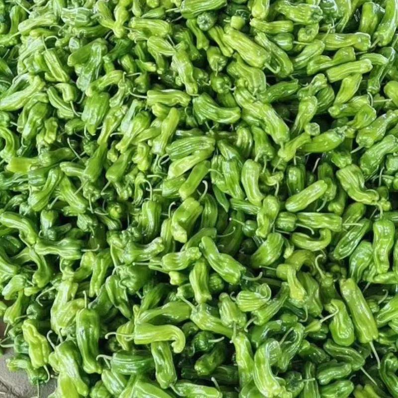 薄皮椒大量上市了，价格优惠一手货源，保质保量代发全国