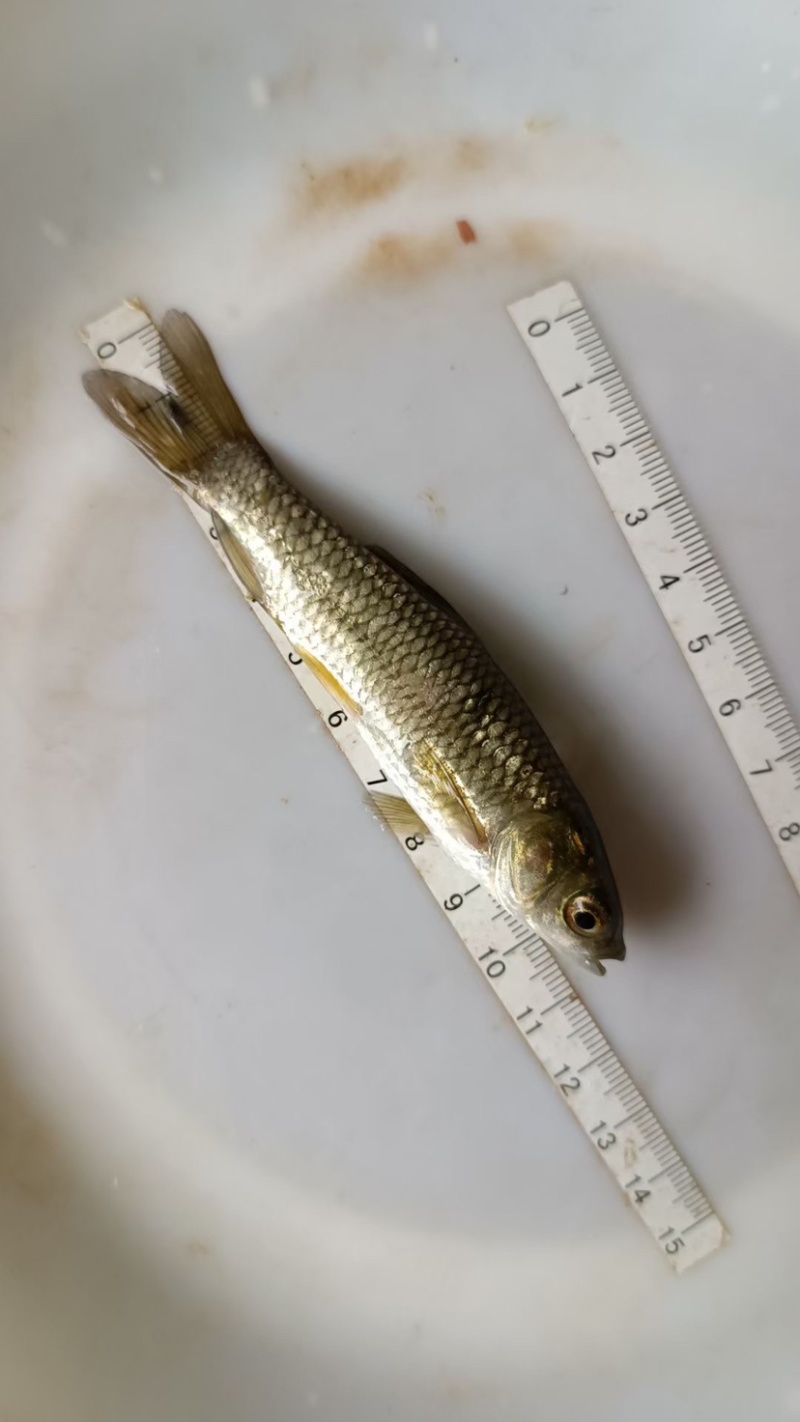 草鱼苗活体白鲩鱼苗大规格草鱼鱼苗四大家鱼淡水养殖食用鱼苗