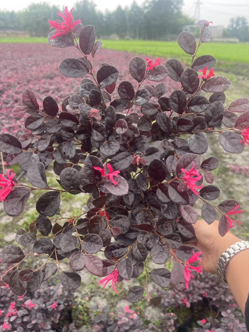 郫县红继木基地，红继木自家货源价格低，成都红继木种植户。