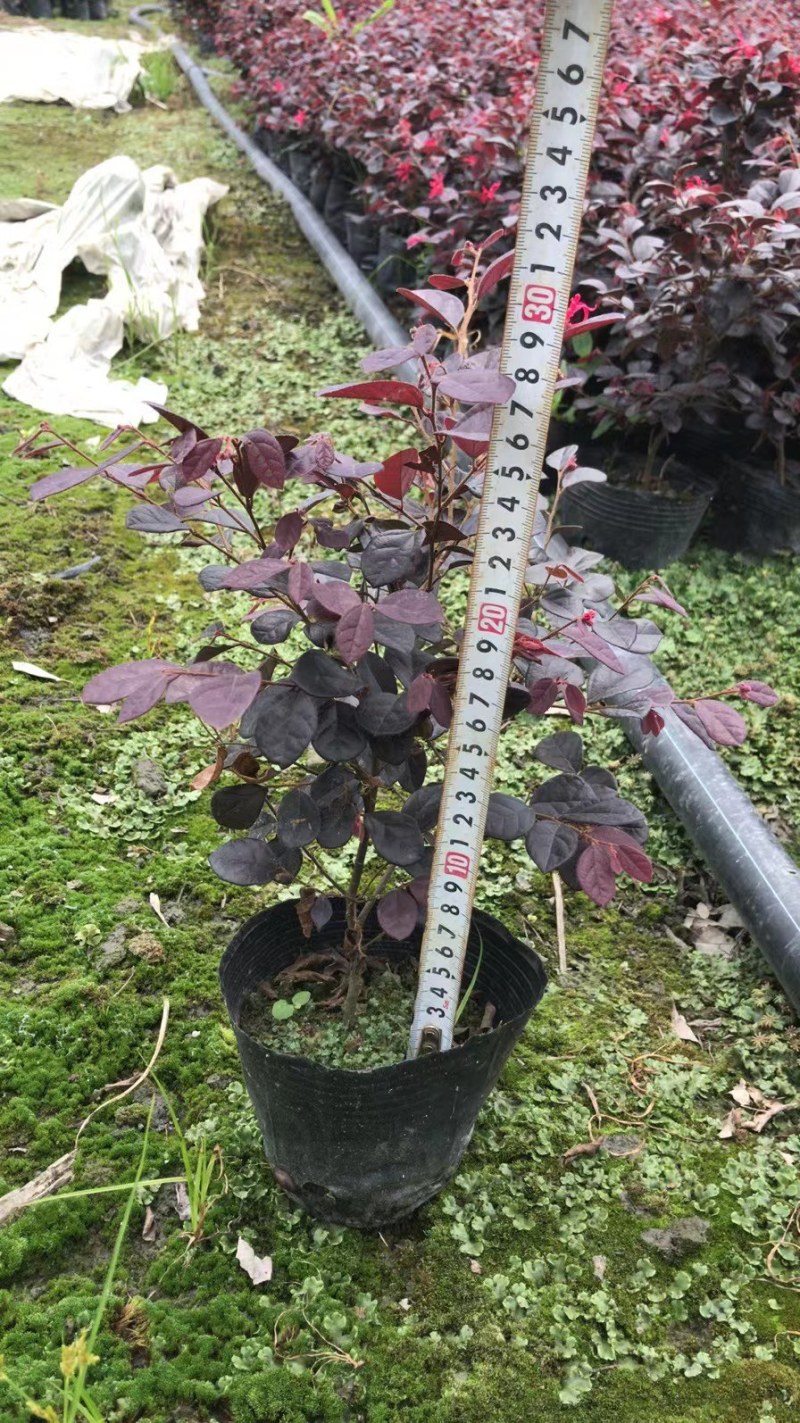 郫县红继木基地，红继木自家货源价格低，成都红继木种植户。