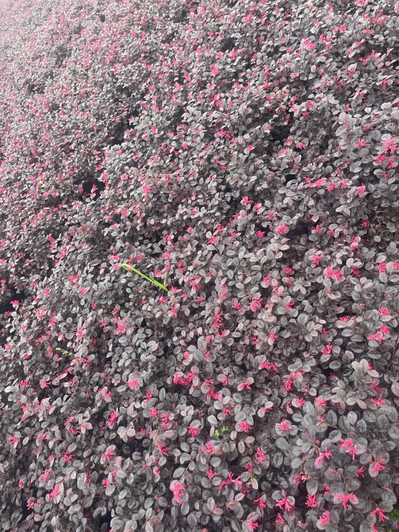 郫县红继木基地，红继木自家货源价格低，成都红继木种植户。