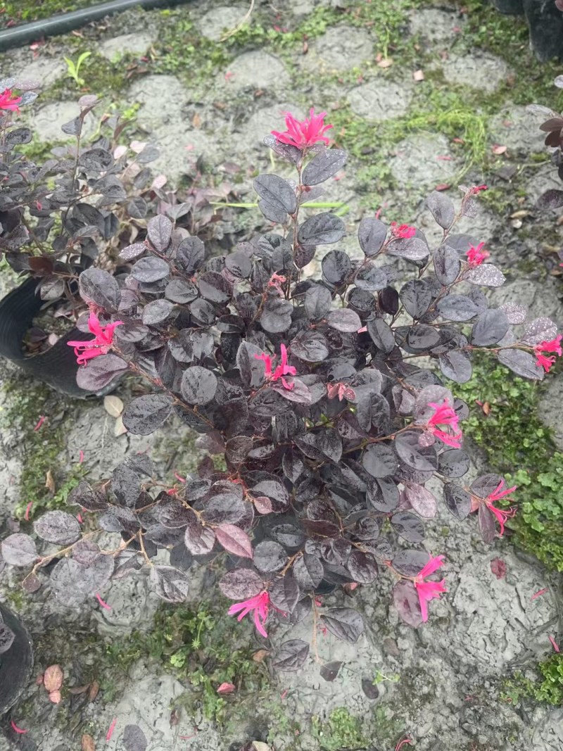郫县红继木基地，红继木自家货源价格低，成都红继木种植户。