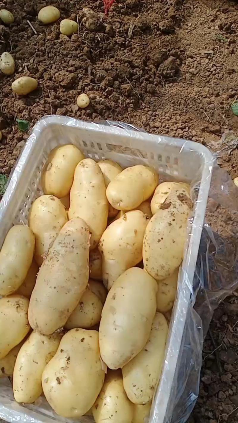 平阴(肥城)冷库土豆质优价廉，欢迎新老客前来选购。