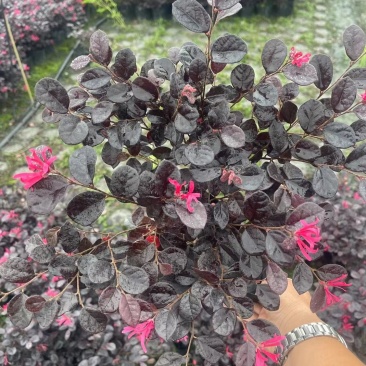 郫县红继木基地，红继木自家货源价格低，成都红继木种植户。