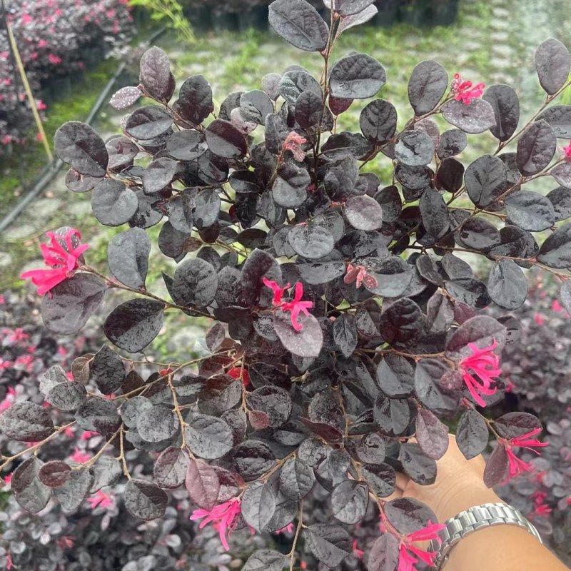郫县红继木基地，红继木自家货源价格低，成都红继木种植户。