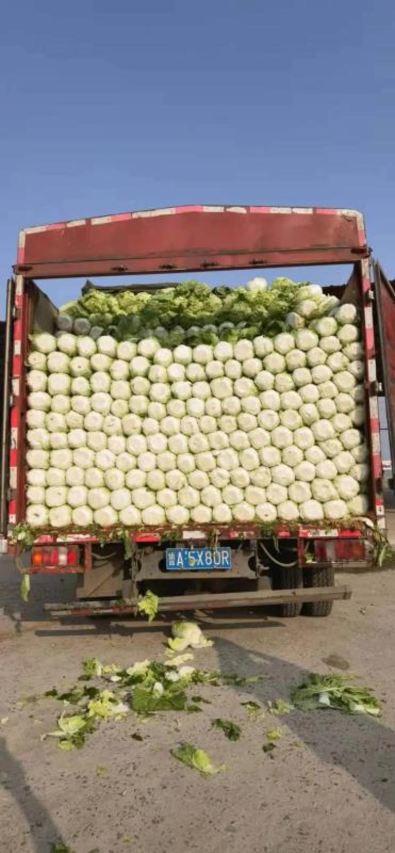 【精品】山东兰陵黄心白菜大量上市，产地一手货源，价格便宜