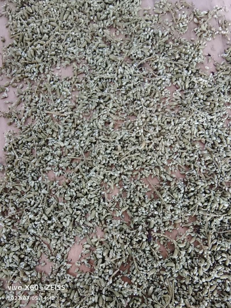 今年新产槐米(纯手工蒸)