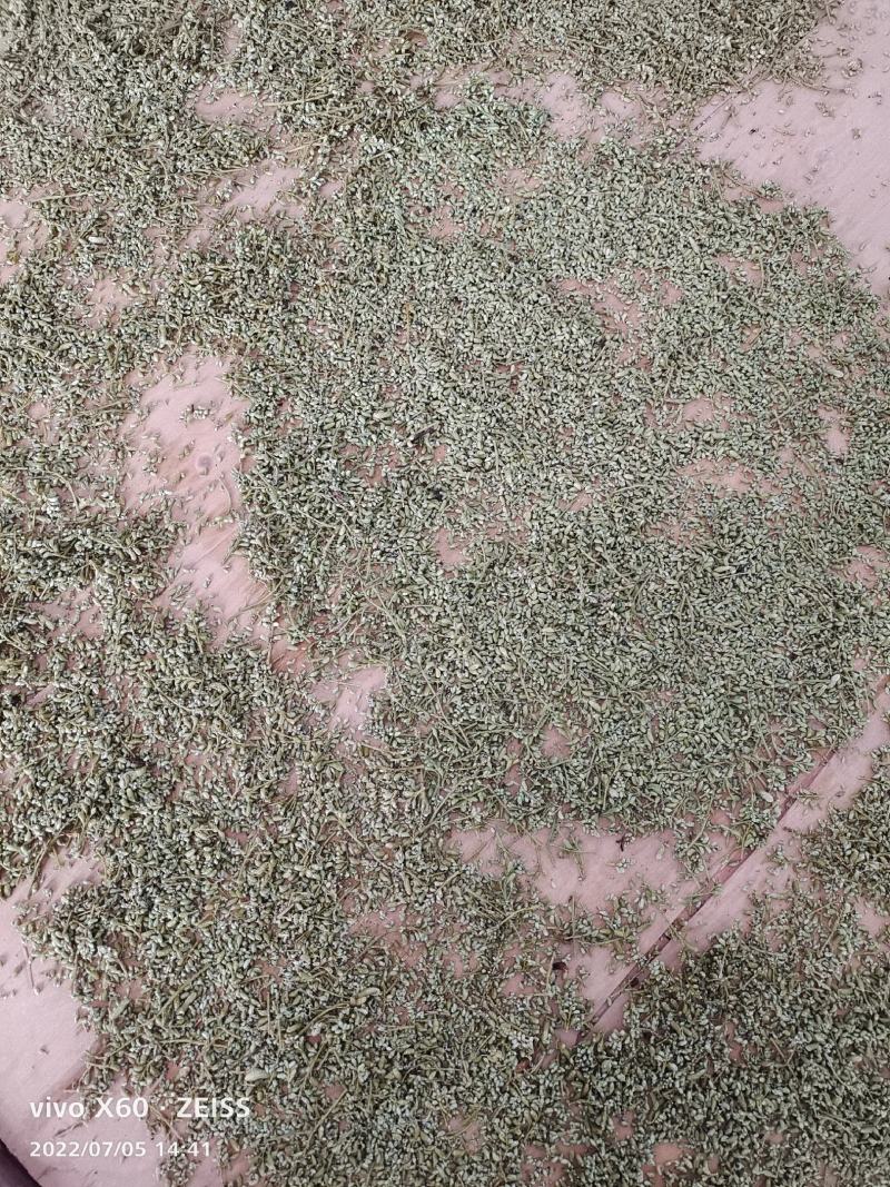 今年新产槐米(纯手工蒸)