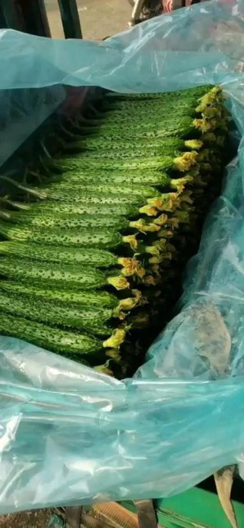 密刺黄瓜大量上市了，价格美丽，品质保证，货源充足。