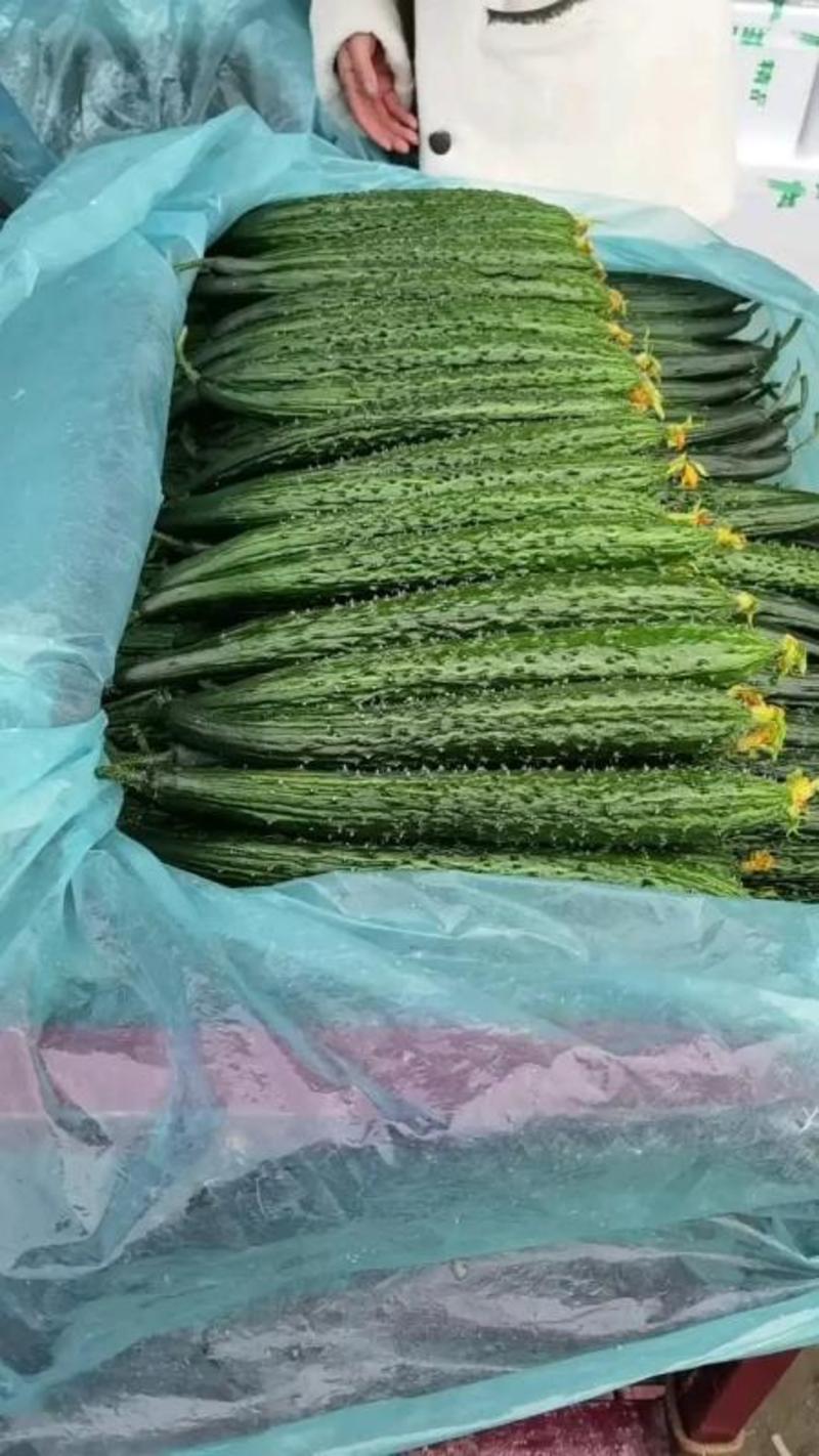 密刺黄瓜大量上市了，价格美丽，品质保证，货源充足。
