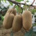 【诚信商家】万亩猕猴桃种植基地，湖南湘西猕猴桃现摘现发