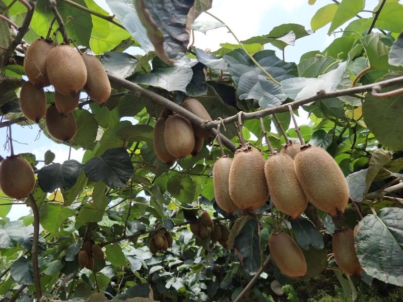 【诚信商家】万亩猕猴桃种植基地，湖南湘西猕猴桃现摘现发