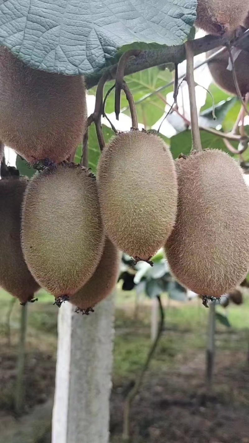 【诚信商家】万亩猕猴桃种植基地，湖南湘西猕猴桃现摘现发