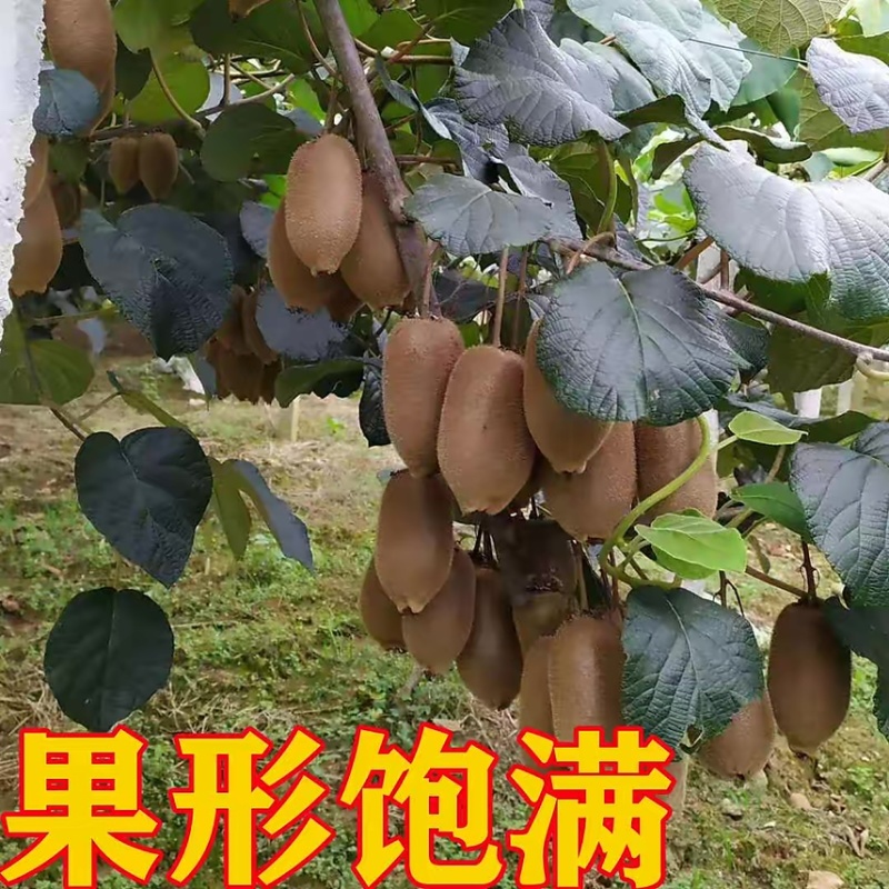 【诚信商家】万亩猕猴桃种植基地，湖南湘西猕猴桃现摘现发