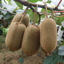 【诚信商家】万亩猕猴桃种植基地，湖南湘西猕猴桃现摘现发