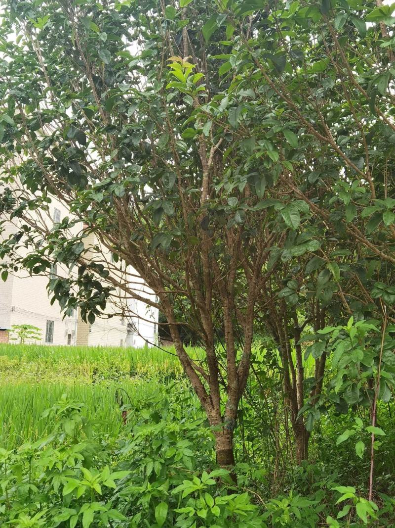 大量天香台阁桂花苗，四季桂花苗