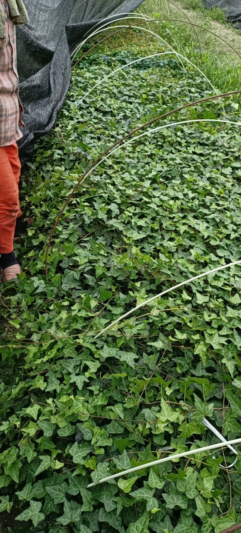 郫都区爬山虎小苗，小杯爬山虎价格低，爬山虎价格量大从优。