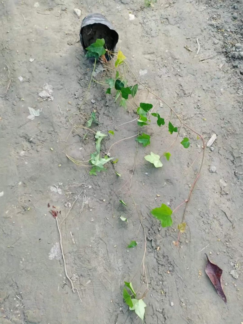 郫都区爬山虎小苗，小杯爬山虎价格低，爬山虎价格量大从优。