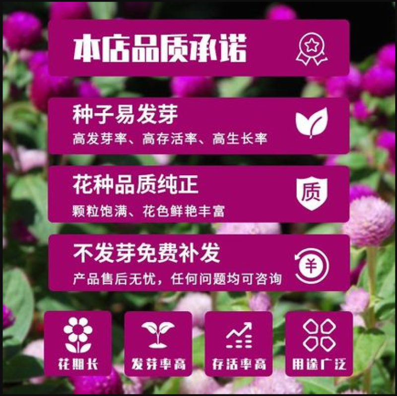 千日红种子草花种子百日红种子火球花种子千日紫粉白种子花种