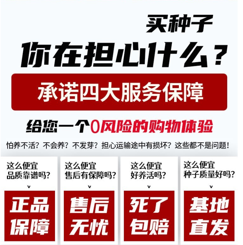 千日红种子草花种子百日红种子火球花种子千日紫粉白种子花种