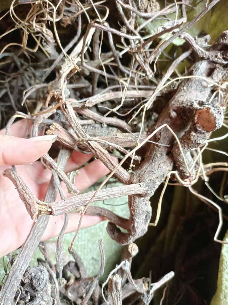 地榆片野生产地现货批发3斤起批个片都有一手货源