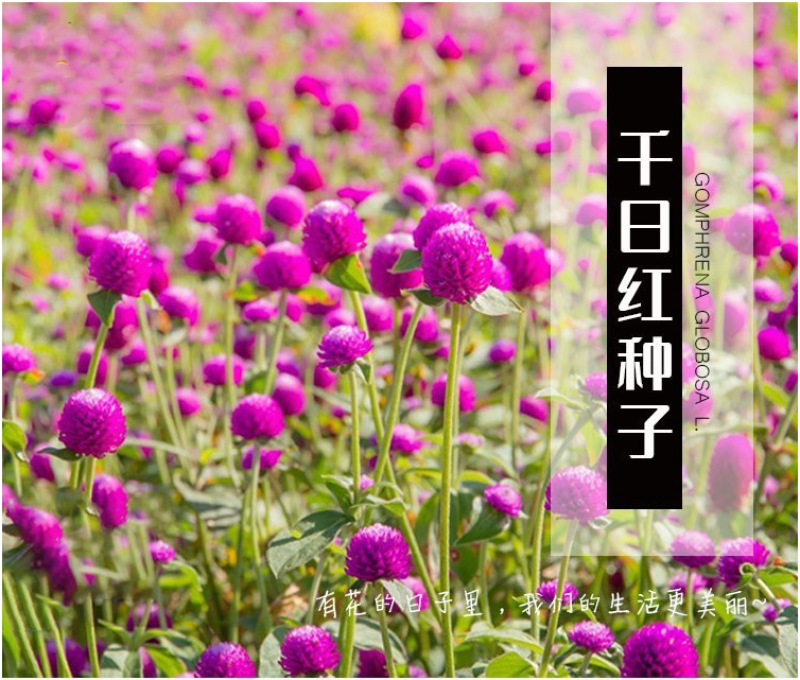 千日红种子草花种子百日红种子火球花种子千日紫粉白种子花种