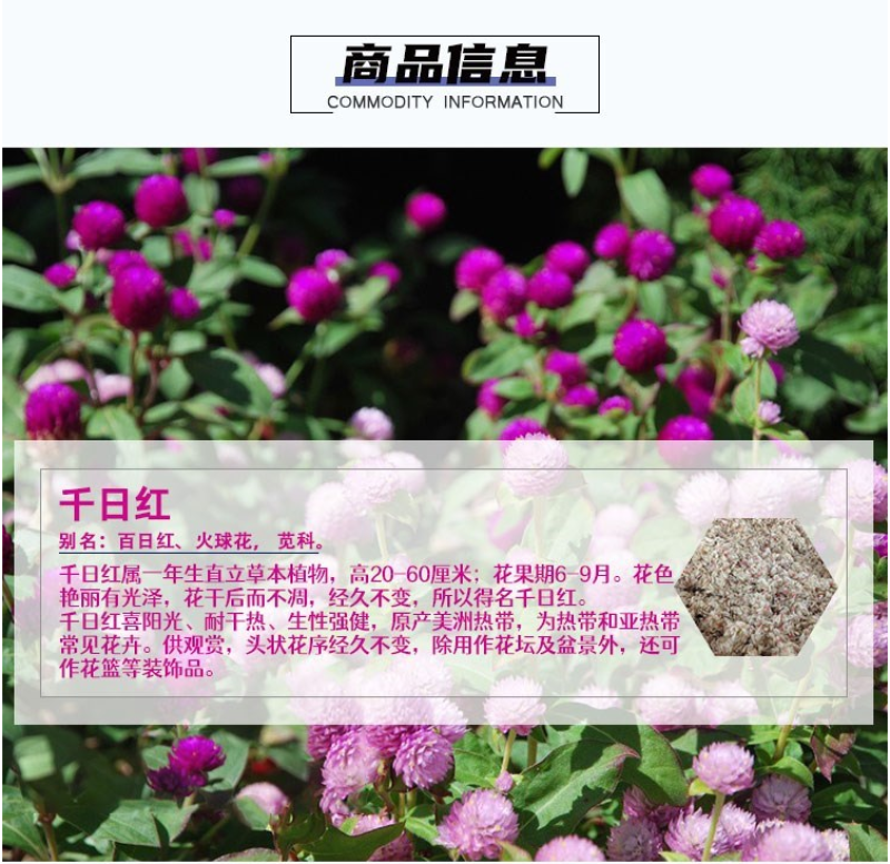 千日红种子草花种子百日红种子火球花种子千日紫粉白种子花种