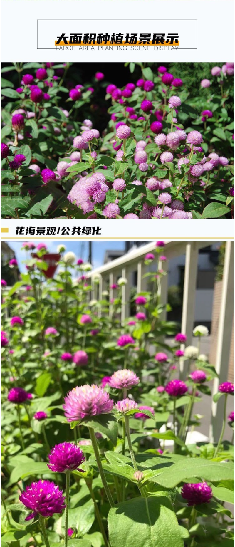 千日红种子草花种子百日红种子火球花种子千日紫粉白种子花种