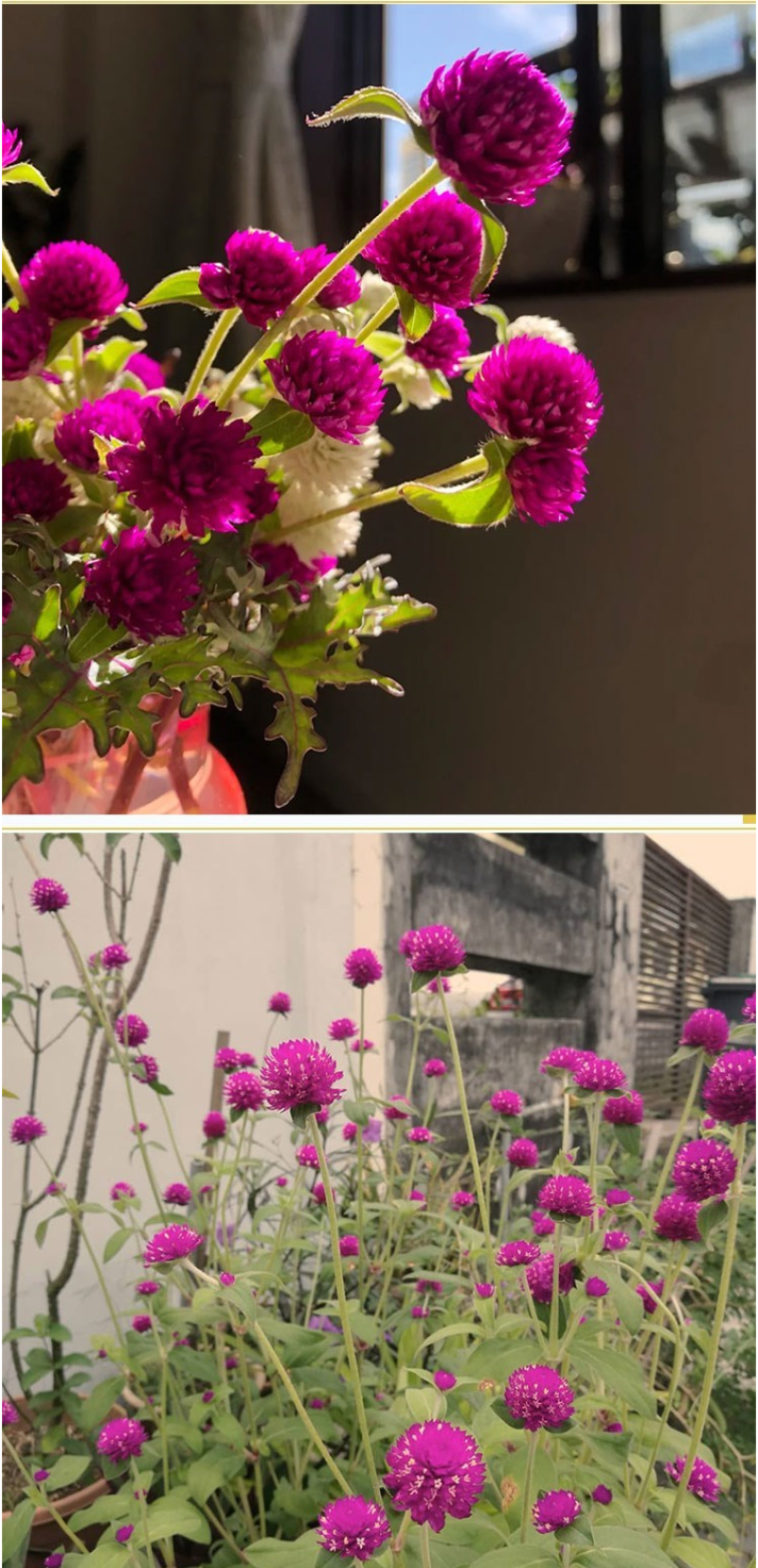 千日红种子草花种子百日红种子火球花种子千日紫粉白种子花种