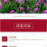 千日红种子草花种子百日红种子火球花种子千日紫粉白种子花种