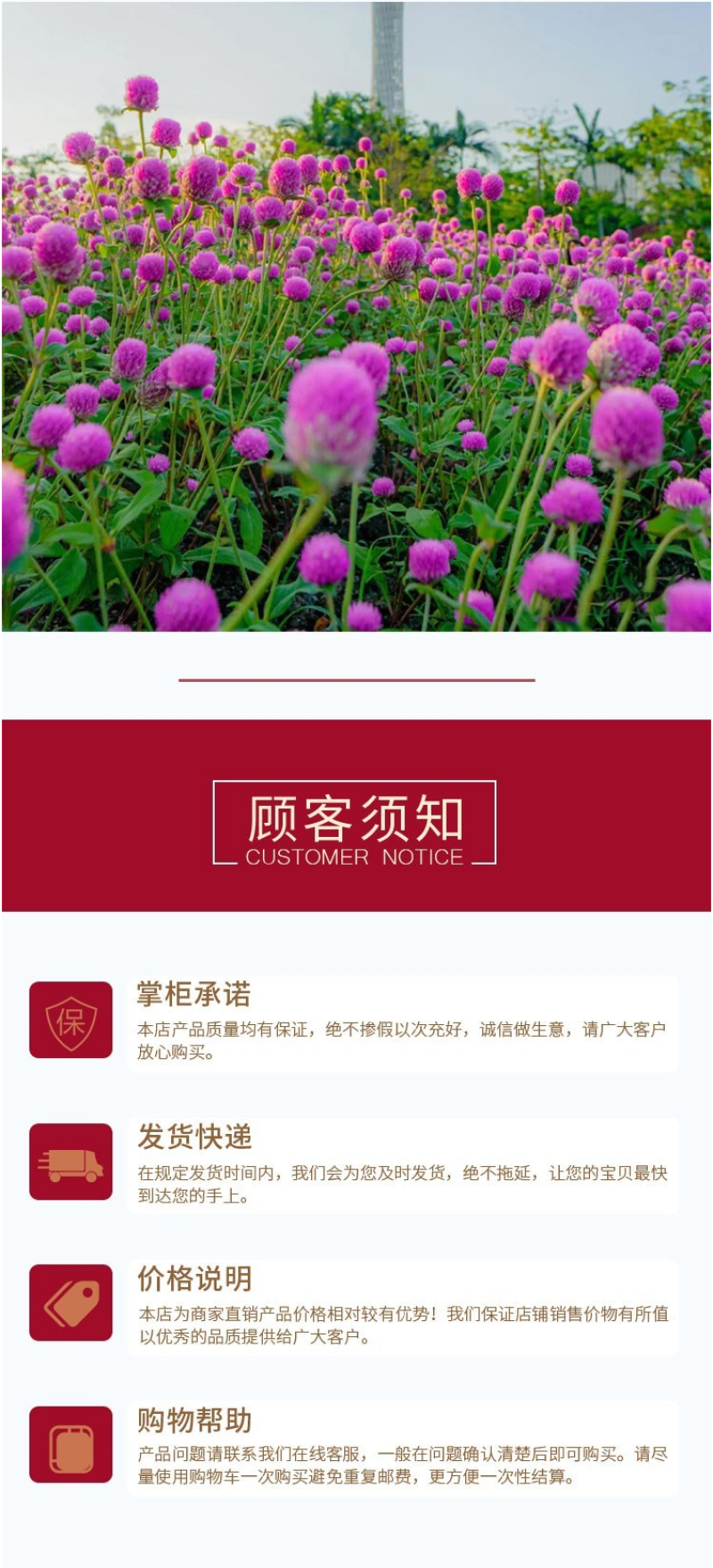 千日红种子草花种子百日红种子火球花种子千日紫粉白种子花种