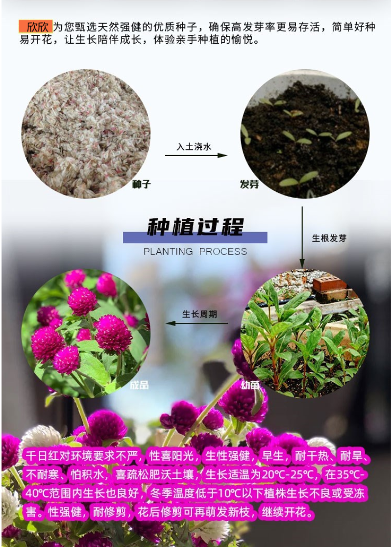 千日红种子草花种子百日红种子火球花种子千日紫粉白种子花种