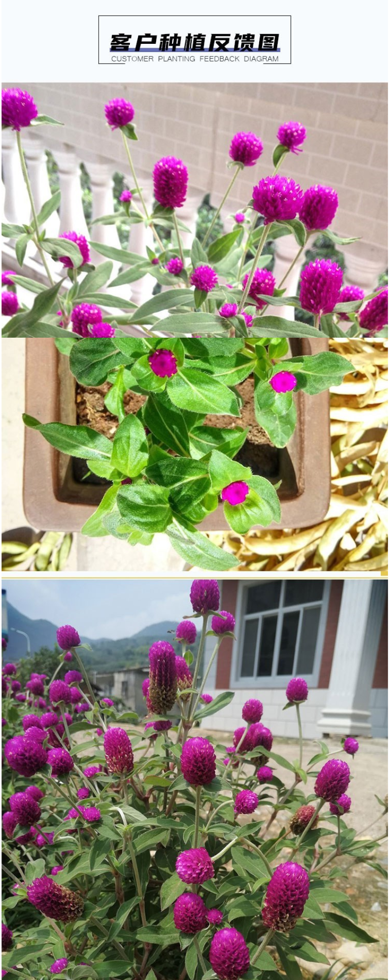 千日红种子草花种子百日红种子火球花种子千日紫粉白种子花种