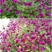 千日红种子草花种子百日红种子火球花种子千日紫粉白种子花种