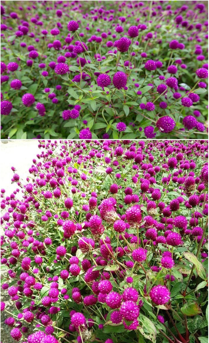 千日红种子草花种子百日红种子火球花种子千日紫粉白种子花种