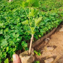 阳光玫瑰葡萄苗