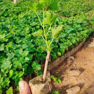 阳光玫瑰葡萄苗