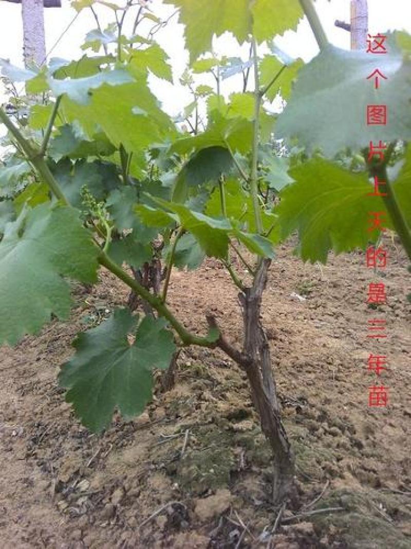 阳光玫瑰葡萄苗