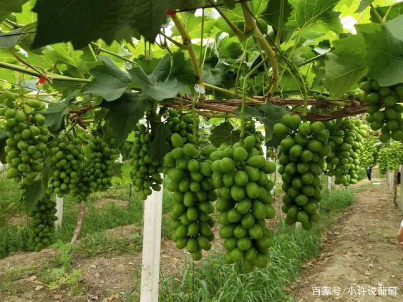阳光玫瑰葡萄苗