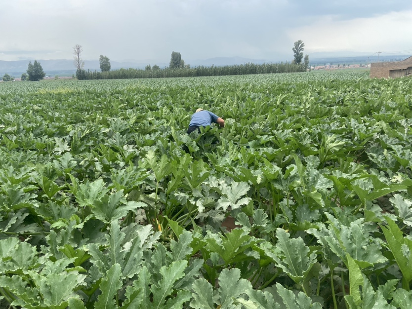 工人正在农田中喷洒除草剂,佩戴防护装备 除草剂喷洒作业现场