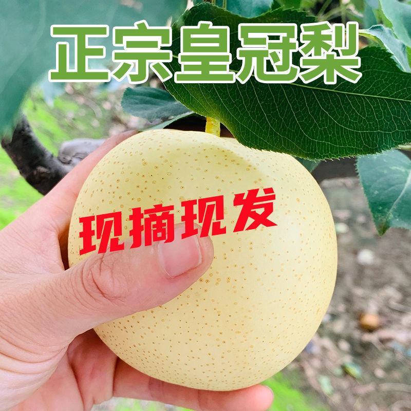 精品皇冠梨大量上市，万亩梨园，可出口，商超，批发市场，团