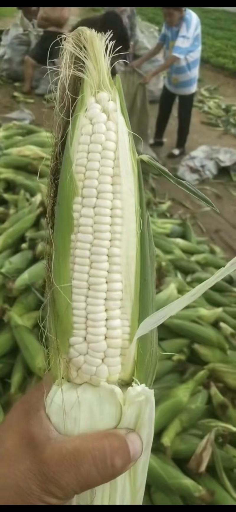 绥中万诺粘玉米，大量上市需要联系口感好质量好来吧