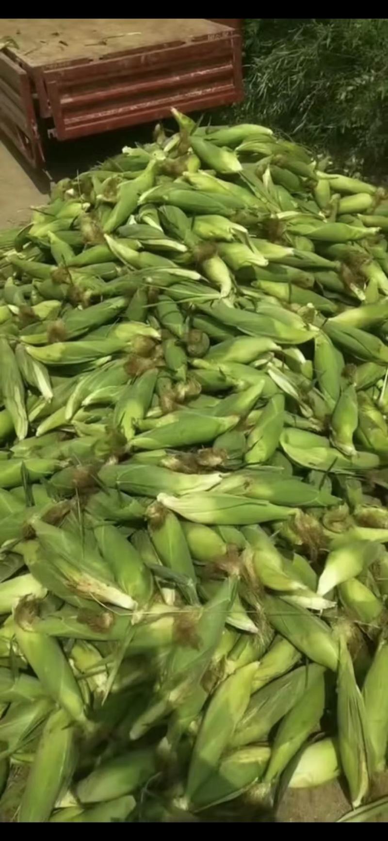 绥中万诺粘玉米，大量上市需要联系口感好质量好来吧